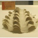 부산해양자연사박물관 이미지