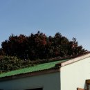 맨도롱하우스 민박 이미지