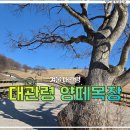 마루목장 | 대관령 양떼목장 겨울 방문 후기 여행 필수 코스