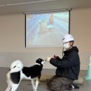 강아지산책 | 천안 세종 논산 충남 강아지 사회성 산책짖음훈련에서 유치원까지 적응하는 교육 스토리!