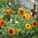 루드베키아 이미지