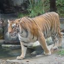 타이거벨리 이미지