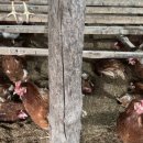 횃대둥우리 이미지