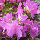 동백민박 이미지