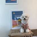 펫뛰뛰 | 대구 애견카페 : 카페 37.5도 (경산 애견카페)
