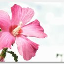 마중생태 이미지