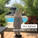 26개월 아이와 다녀온 아산 원골농원! 평일 물놀이 후기