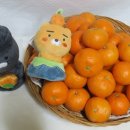 홍순이감귤농장 네이버블로그