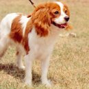 ♣ 카발리어 킹찰스 스파니엘 (Cavalier King Charles Spaniel) 이미지