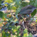 용수농장 이미지