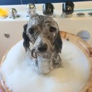 그루밍베베 이미지