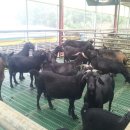 늘푸른 흑염소농장 이미지