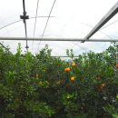 영농만물기계공업 | 제주 무인방제기] 15년 된 기계도 새것처럼? 서귀포시 동홍동 한라봉 농가의 노즐 교체 후기 (K-600...