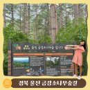울진소나무 | 울진 여행 금강송 소나무 숲길 가족 탐방코스 식사 및 체험 후기