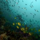 다이브투게더리조트 이미지