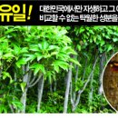 진시황제가 ‘불로초’라 믿어 그토록 탐내던 ‘황칠나무’를 아시나요