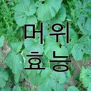 머위(머위뿌리)의 효능 이미지