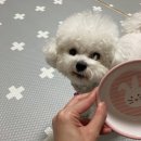 알로하 강아지유치원 호텔 이미지