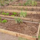 귀촌하는 마사토 매립한 흙을 살리는 텃밭 만들기와 자연재배 봄 농사 준비, 유기물멀칭 틀밭(경숙님 질문) 이미지