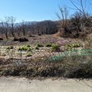 낙동면 비룡리 이미지