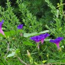 소리나팔꽃 이미지