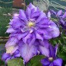 다니엘 데론다-데니얼 데론다-Clematis Daniel Deronda 이미지