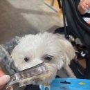 상어네 간식 이미지