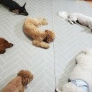 펫더가든 네이버블로그