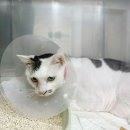 24시 창원2차동물의료원 | 창원 24시 동물병원 응급 야간 2차 의료원 고양이 변비 응급 관장한 후기