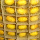 태양농장 이미지