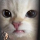 스시아카리