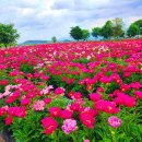 강나루생태공원 이미지