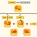 옥수농장 이미지