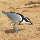 악어물떼새 [Egyptian Plover] 이미지