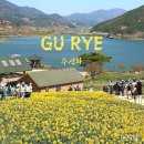 지리산나들이장터 | 구례 지리산치즈랜드 수선화 물결로 가득해요 ( 개화시기 입장료 강아지 )