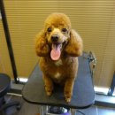 보우동물병원 이미지