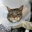 예뻐질고양 이미지