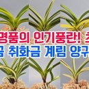 인기풍란! 계림 백록 운학 양귀희 청축갈채 아소금 성설 묘향 도반 태명금 취화금 능직 비금 내위 금곡복륜 외 난자재 영양제 살충제 이미지