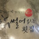 막썰어파는횟집 Daum카페