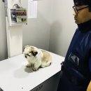 루이스24시동물병원 이미지