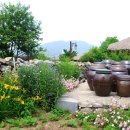 단호박 벌레~ 관하여. 이미지