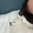 퍼피스테이 이미지