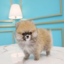 도그마루 강아지 고양이 분양 여주·원주점 이미지