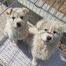 용인시동물보호센터 이미지