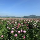 망구 비