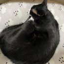 하남플러스동물병원 이미지