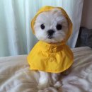 통통식당 이미지