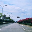 국도2호선 가로수길 이미지