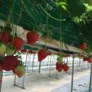 은광농장 이미지