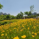 해바라기,꽃바라기